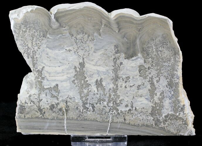 Triassic Aged Stromatolite Fossil - England #23232